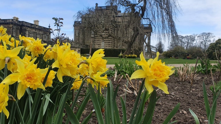 Seaton Delaval Hall's historic double headed Van Sion Daffodils I Northumberland